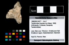 Foto (Objekt + Etikett) von Tanidromites lingulata (von Meyer, 1858)  (NHMW-GEO-1990-0041-4677)